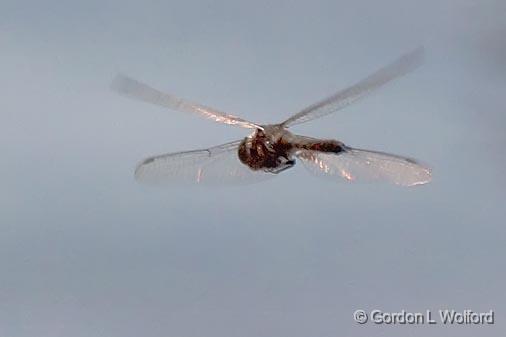 Dragonfly In Flight_00505.jpg - Photographed near Carleton Place, Ontario, Canada.